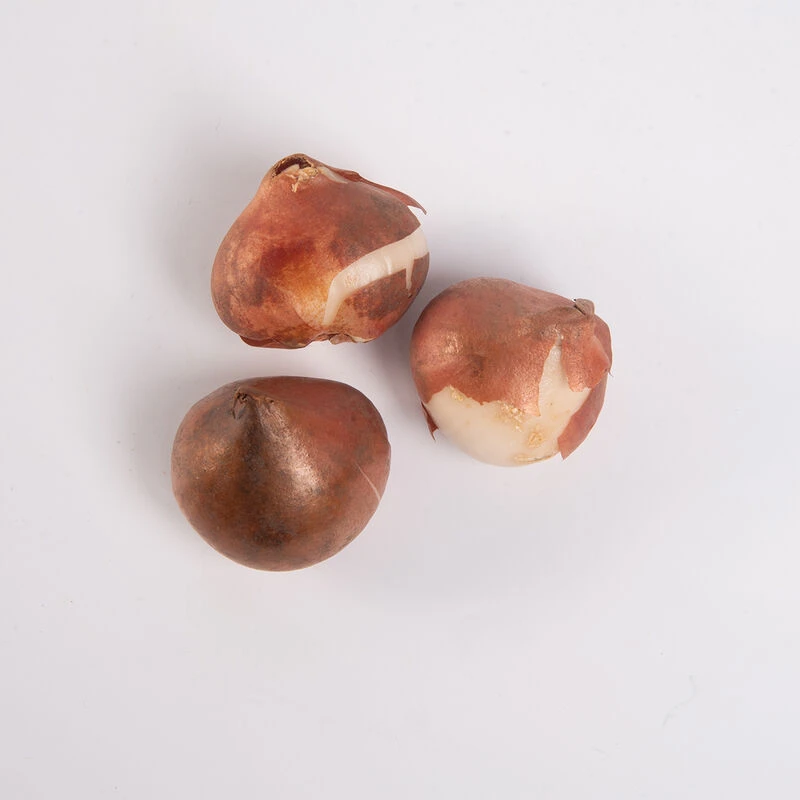 Dordogne 5 Dordogne - Image 5