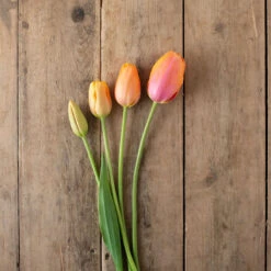 Dordogne 7 Dordogne -Florabound Sales 03482 05 dordonge