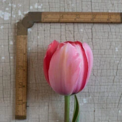 Design Impression -Florabound Sales 03491 03 design impression