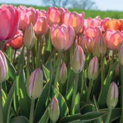 Design Impression -Florabound Sales 03491 06 design impression