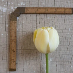 Ivory Floradale -Florabound Sales 03492 03 ivory floridale