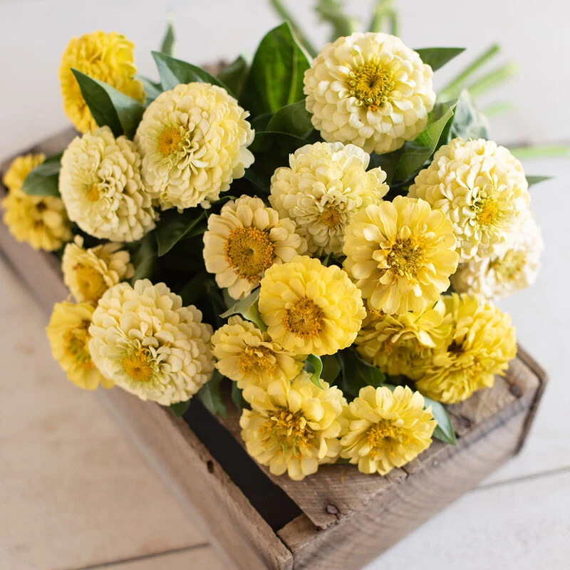 Oklahoma Ivory 2 Oklahoma Ivory - Image 2