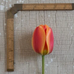 Apeldoorn's Elite -Florabound Sales 03549 03 apeldorn elite