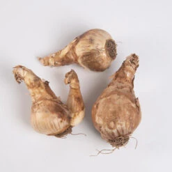 Cheerfulness -Florabound Sales 03551 03 cheerfulness