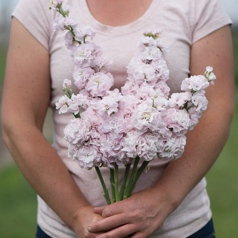 Iron Cherry 1 Iron Cherry