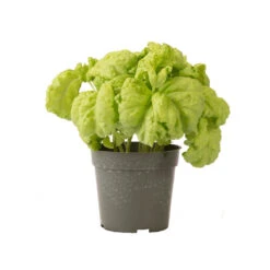 Tuscany -Florabound Sales 03719 03 tuscany