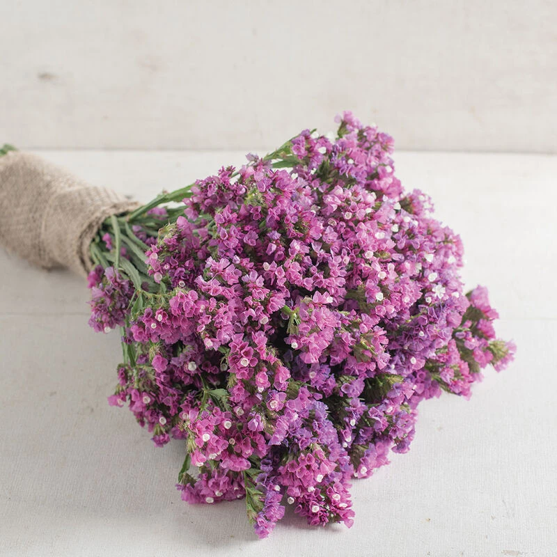 Seeker Rose Shades 1 Seeker Rose Shades