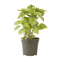 Cardinal -Florabound Sales 03732g 03 cardinal