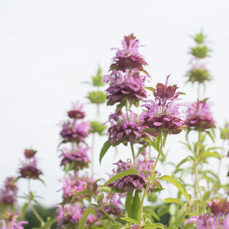 Lemon Mint 1 Lemon Mint