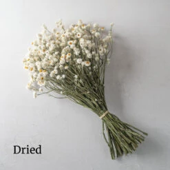 Winged Everlasting 5 Winged Everlasting -Florabound Sales 03800 03 winged everlasting dried flower