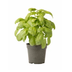 Dolly -Florabound Sales 03875 03 dolly