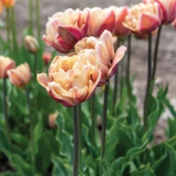 New Products -Florabound Sales 04057 01 labelleepoque