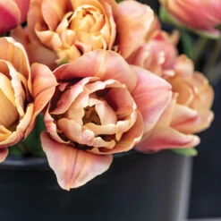 La Belle Epoque 9 La Belle Epoque -Florabound Sales 04057 02 labelleepoque