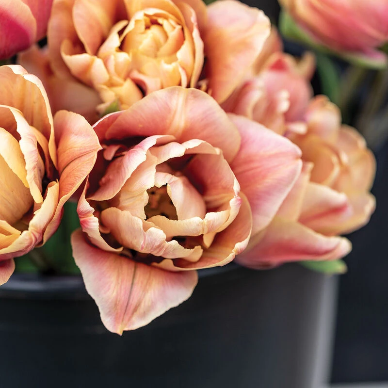 La Belle Epoque 4 La Belle Epoque - Image 4