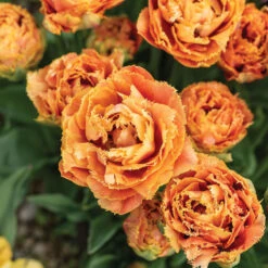 Sensual Touch -Florabound Sales 04058 03 sensual touch