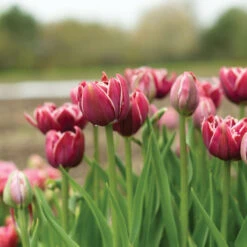 New Products -Florabound Sales 04060 02 dream touch