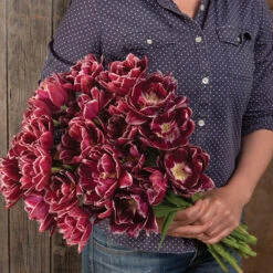 Dream Touch 5 Dream Touch -Florabound Sales 04060 03 dream touch