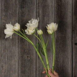 Mondial 5 Mondial -Florabound Sales 04063 03 mondial