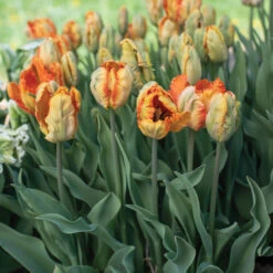 Parrot King -Florabound Sales 04065 03 parrotking