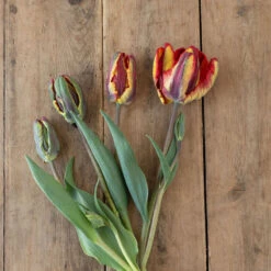 Rasta Parrot -Florabound Sales 04068 02 rasta parrot