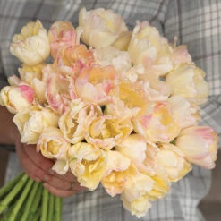 New Products -Florabound Sales 04080 03 creme upstar