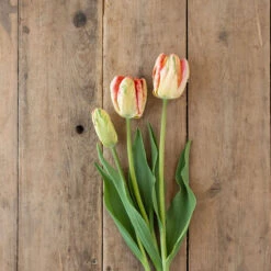 Apricot Parrot -Florabound Sales 04081 04 apricotparrot