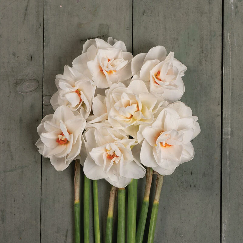 Acropolis 1 Acropolis