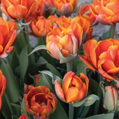 Queensday -Florabound Sales 04219 03 queensday