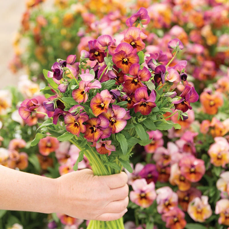 Nature™ Mulberry Shades 1 Nature™ Mulberry Shades