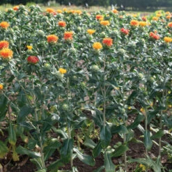 Zanzibar -Florabound Sales 04266 03 zanzibar