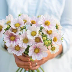 Florabound Sales 6 Florabound Sales -Florabound Sales 04333 02 versaillesflush