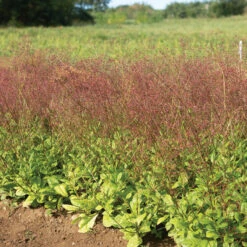 Limon 5 Limon -Florabound Sales 04411 03 limon