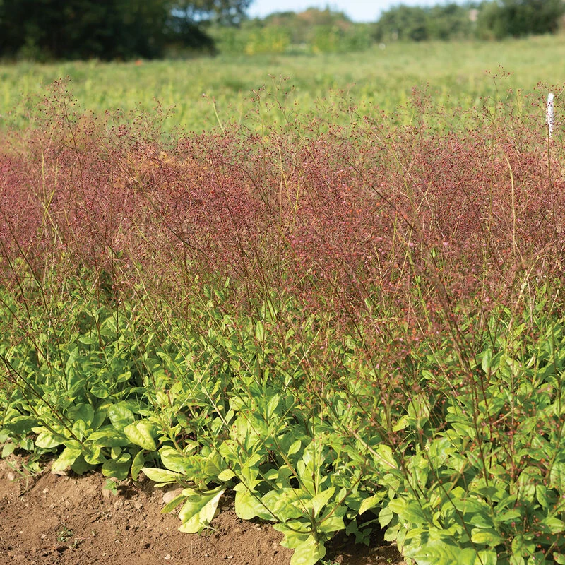 Limon 3 Limon - Image 3