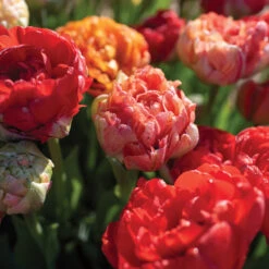 Gudoshnik Double -Florabound Sales 04448 03 gudoshnickdouble