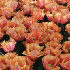 Astronaut Andre Kuipers -Florabound Sales 04482 02 astronautandrekuipers