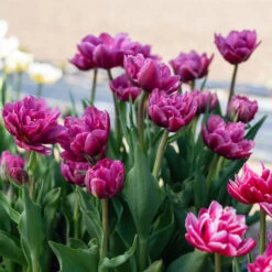 Margarita -Florabound Sales 04556 03 margarita