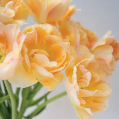 New Products -Florabound Sales 04561 02 charming beauty