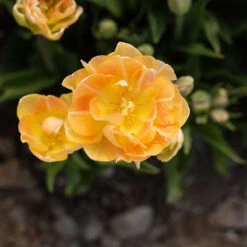 Charming Beauty 8 Charming Beauty -Florabound Sales 04561 04 charming beauty