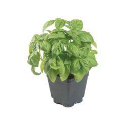 Prospera® Italian Large Leaf DMR (ILL2) -Florabound Sales 04589g 02 prosperaitalian largeleaf