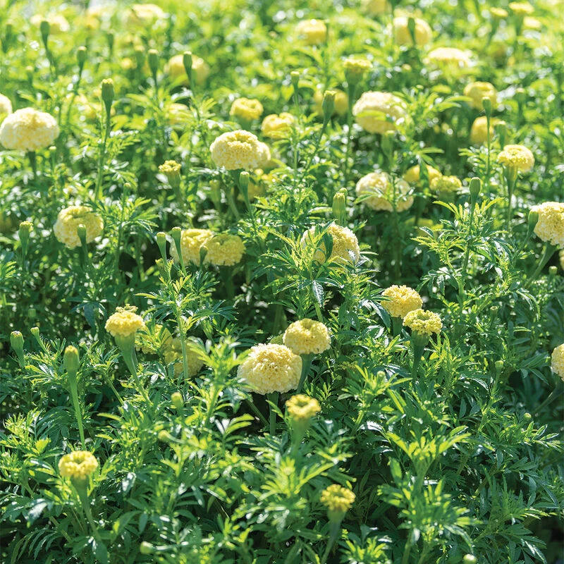 White Swan 2 White Swan - Image 2