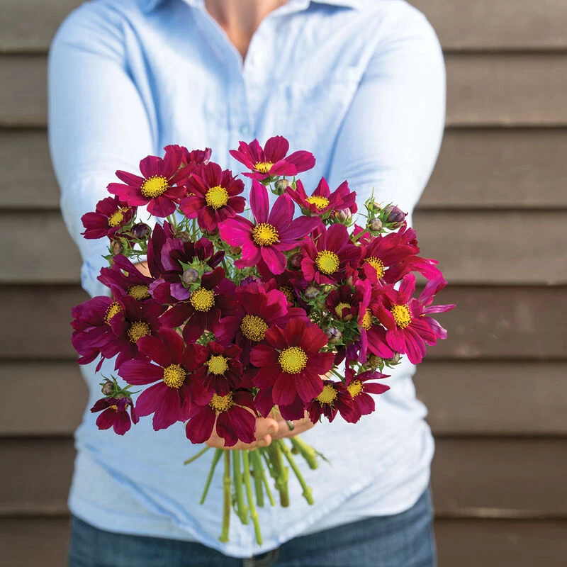 Versailles Red 1 Versailles Red