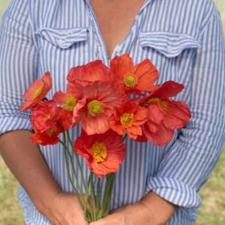 Champagne Bubbles Pink