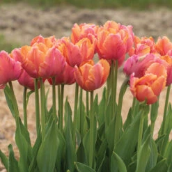 Amazing Parrot -Florabound Sales 04730 03 amazingparrot