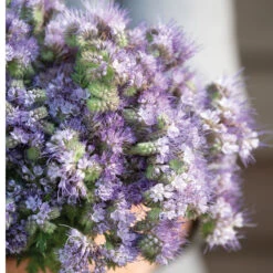 Phacelia 7 Phacelia -Florabound Sales 04771 04 phacelia