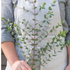 Small-Leaved Gum 5 Small-Leaved Gum -Florabound Sales 04793 03 smallleaved gum