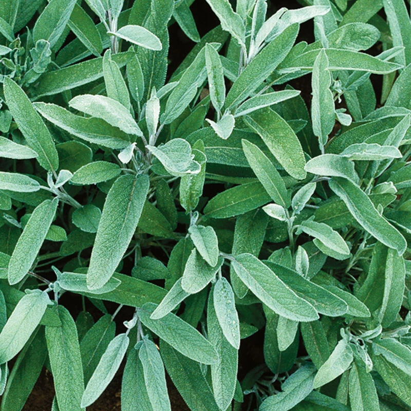 Common Sage 1 Common Sage
