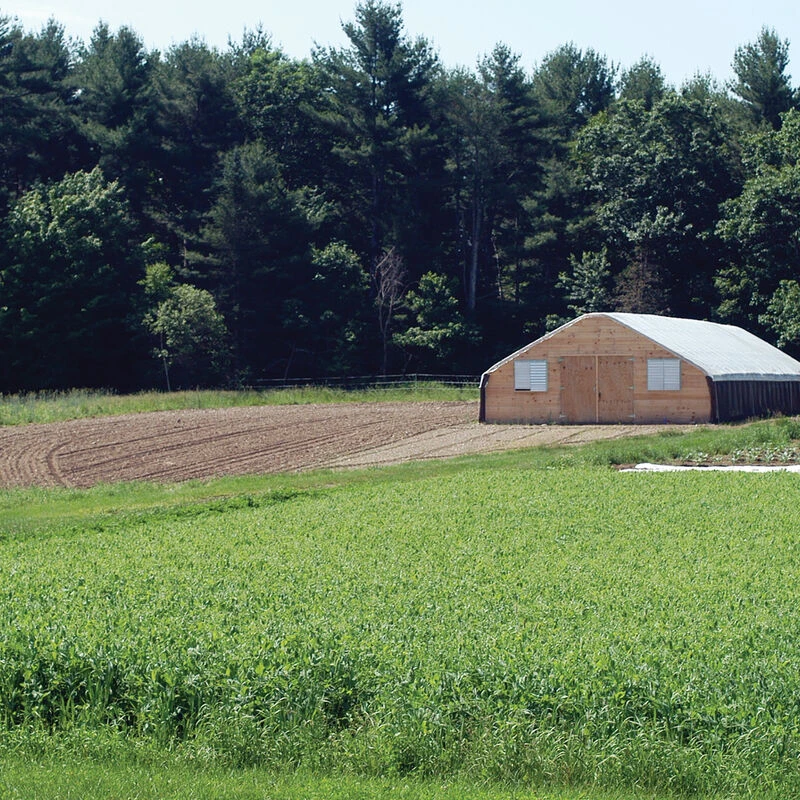 Spring Green Manure Mix 1 Spring Green Manure Mix