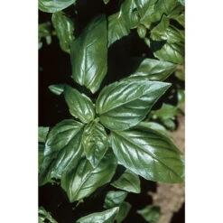 Aroma 2 -Florabound Sales 2946g 01 aroma2