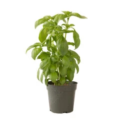 Aroma 2 -Florabound Sales 2946g 04 aroma2