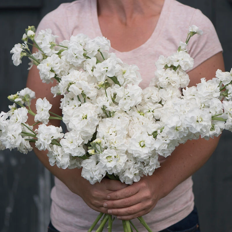 Katz White 1 Katz White